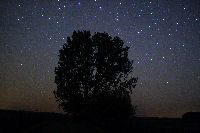 Tree and stars in Westhavelland/Baum
                            und Sterne im Westhavelland
