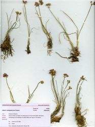 Allium vodopjanovae N. Friesen