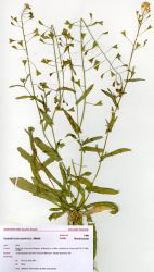 Capsella bursa-pastoris (L.) Medik