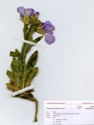 Clausia aprica (Steph.) Korn.Tr