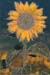 blumevgogh