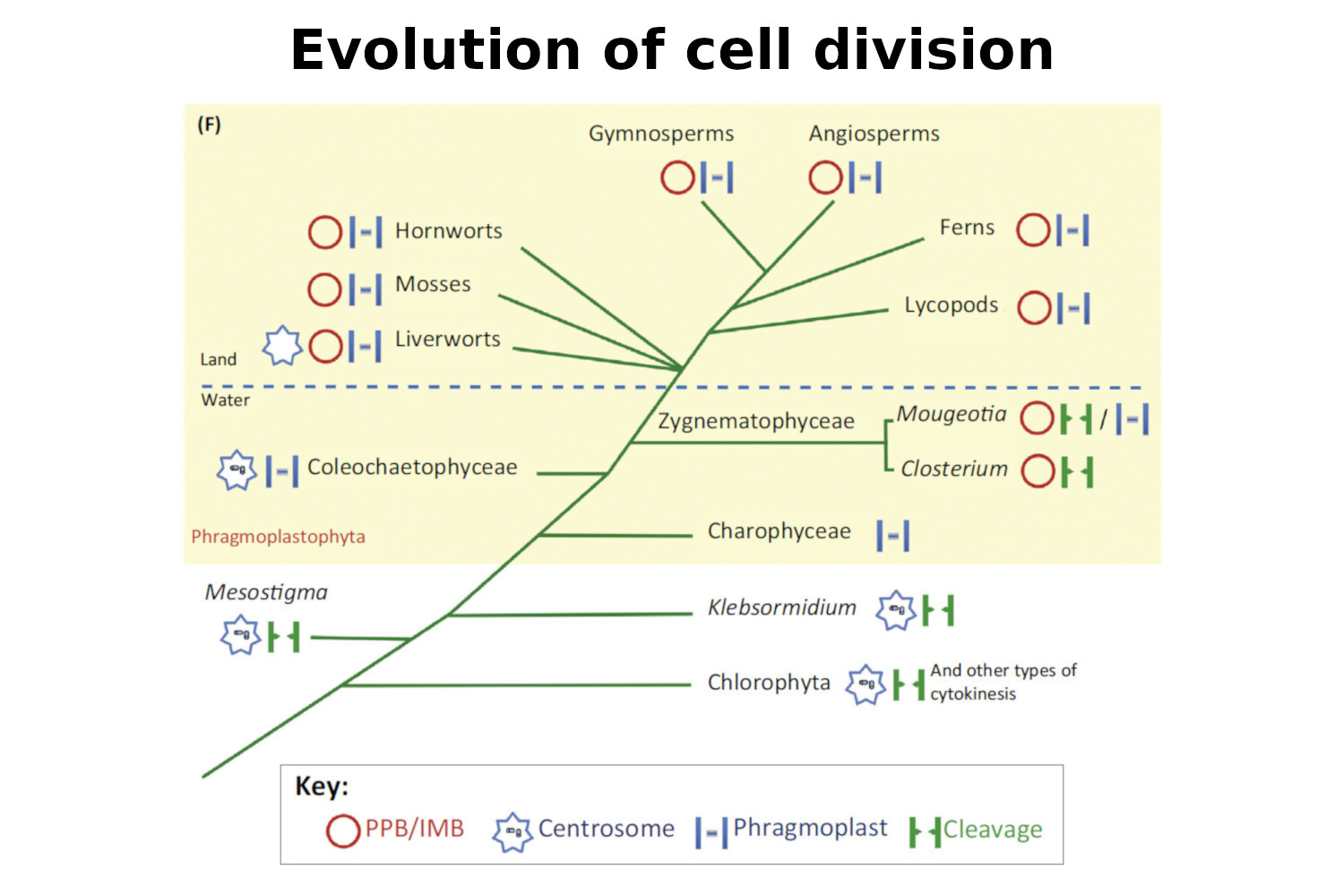 During the evolution from aquatic streptophyte algae to land plants, the mechanism of cell division changed from centripetal to centrifugal cytokinesis relying on the phragmoplast, an evolutionary novelty. <br> Buschmann and Zachgo; Trends in Plant Science, 2016