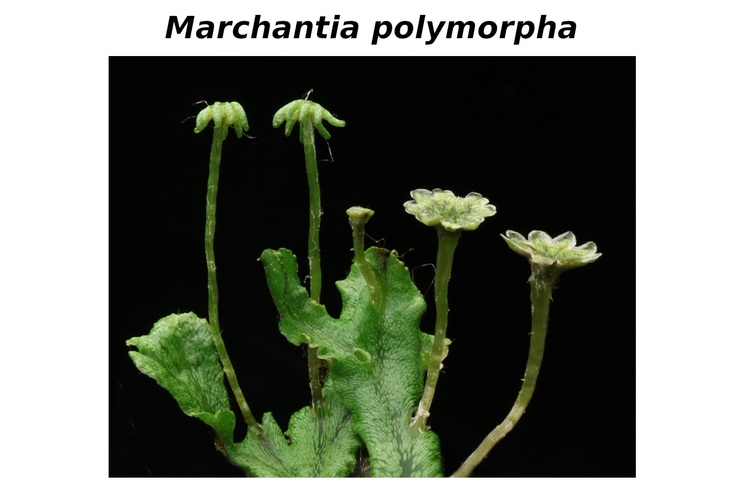 Genome sequence analysis of Marchantia polymorpha revealed that almost all land plant transcription factor families already exist in this basal land plant - but with lower gene numbers per family. <br>Bowman et al. (Marchantia Genome consortium); Cell, 2017