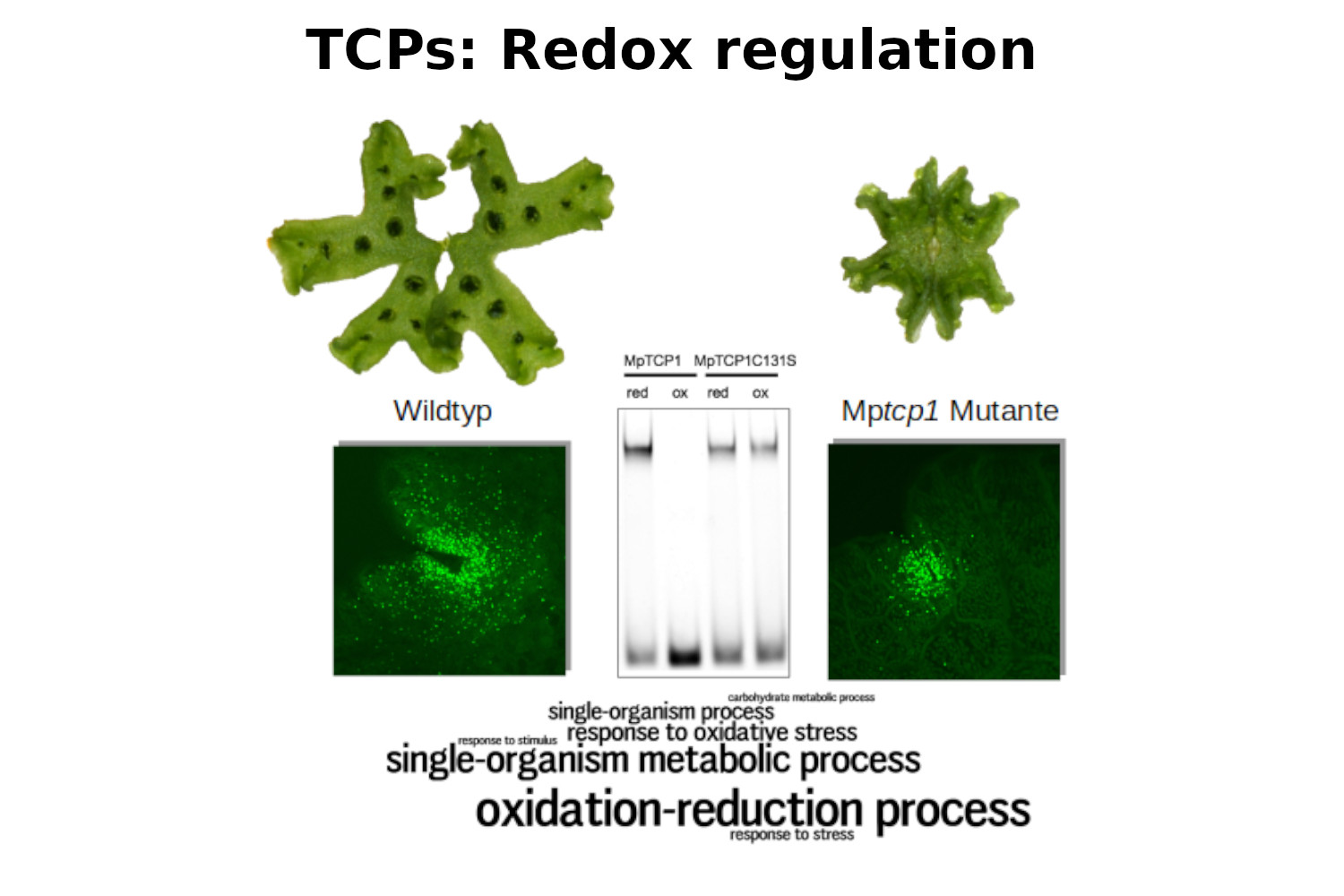 The Marchantia Mp<i>TCP1</i> transcription factor exerts a crucial role in redox and cell proliferation processes.<br>
      Busch et al.; New Phytologist, 2019