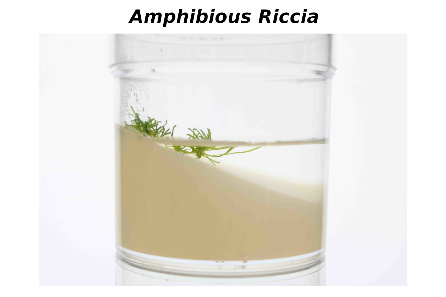 The liverwort <i>Riccia fluitans</i> can live in water and on land, making it ideal to study terrestrial adaptation processes. We are currently establishing transformation and sexual structure induction methods. <br>Althoff and Zachgo; International Journal of Molecular Sciences, 2020