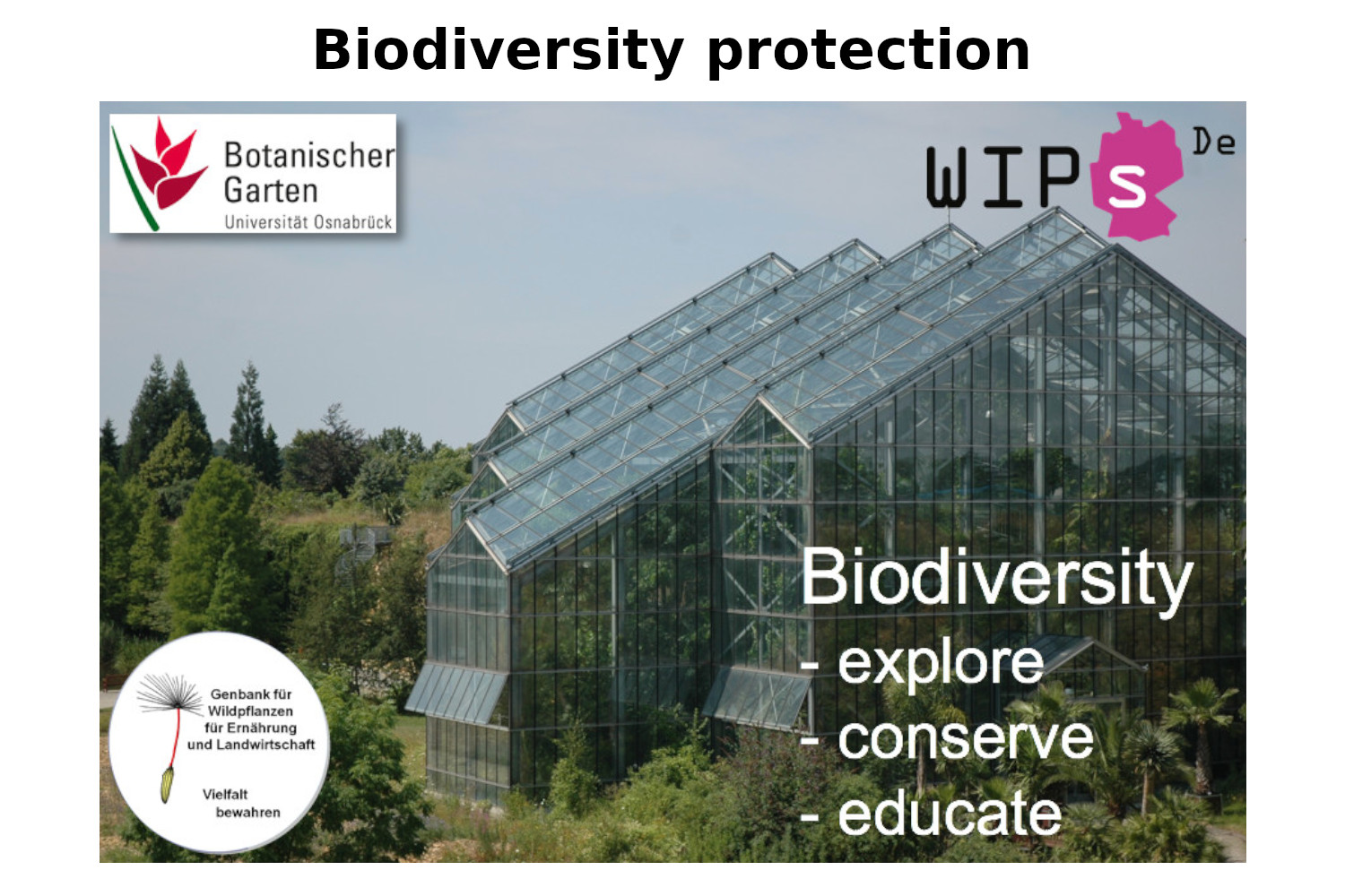 The Botanical Garden of the University of Osnabrueck has initiated two national biodiversity protection networks. The German crop wild relative gene bank (WEL) is a wild plant 
seed ex situ ressource for breeding and research (https://www.genbank-wel.uni-osnabrueck.de/index.php/en/). The national WIPS.De (Wildpflanzenschutz-Deutschland) project protects 92 wild plant species for which Germany has taken a special responsibility by combining ex situ and in situ approaches (https://www.wildpflanzenschutz.uni-osnabrueck.de).